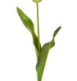 Dutch Tulip 22.5” - White Red