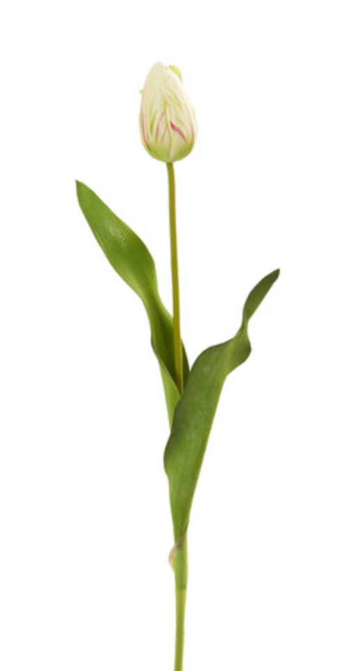 Dutch Tulip 22.5” - White Red
