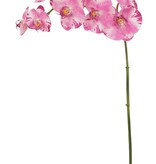 Orchid Phalaenopsis 36"-Purple White