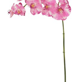 Orchid Phalaenopsis 36"-Purple White