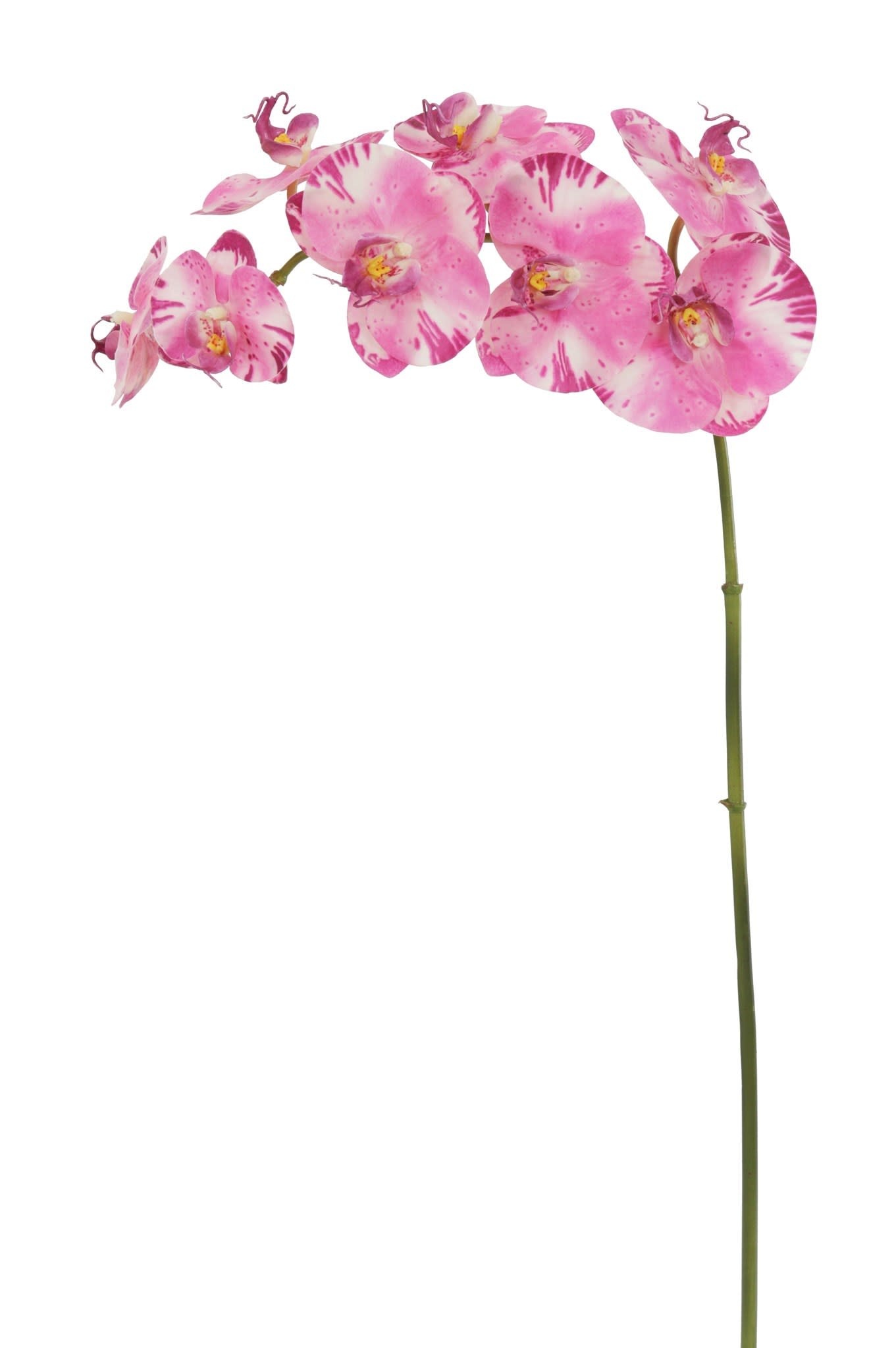 Orchid Phalaenopsis 36"-Purple White