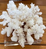 White Shell Small
