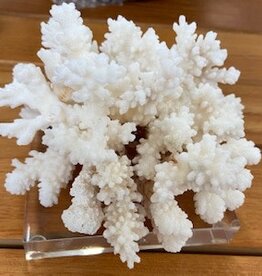 White Shell Small