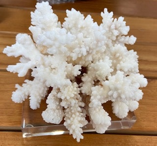 White Shell Small