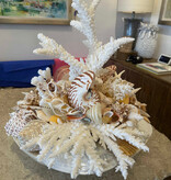 Seaside Elegance Shells and Coral Decorative Art 19"x19"