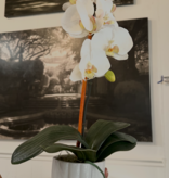 Medium Phalaenopsis Orchid  (White) 21"