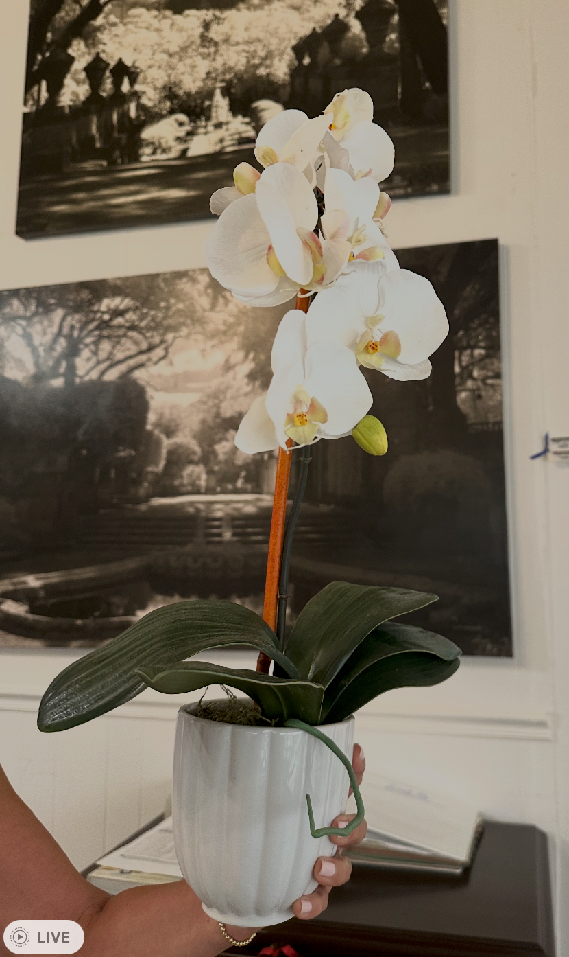 Medium Phalaenopsis Orchid  (White) 21"