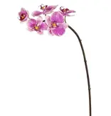 Mini Phalaenopsis Orchid x5 Purple White
