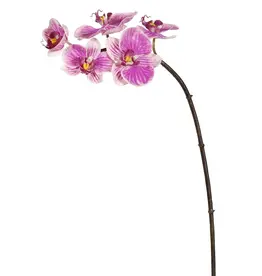 Mini Phalaenopsis Orchid x5 Purple White