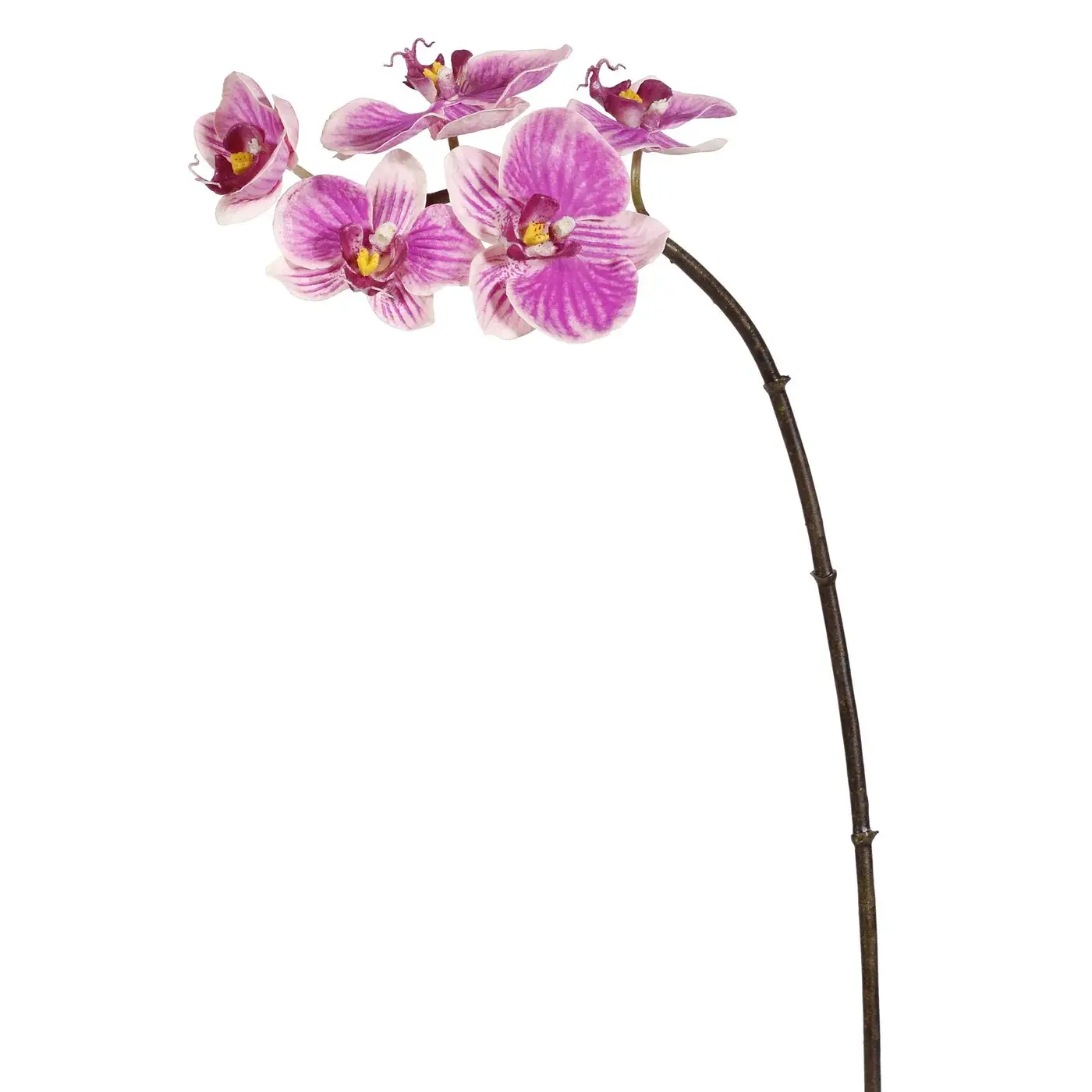 Mini Phalaenopsis Orchid x5 Purple White