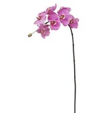Phalaenopsis Orchid x7 Lavender Orchid