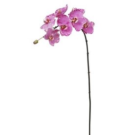 Phalaenopsis Orchid x7 Lavender Orchid