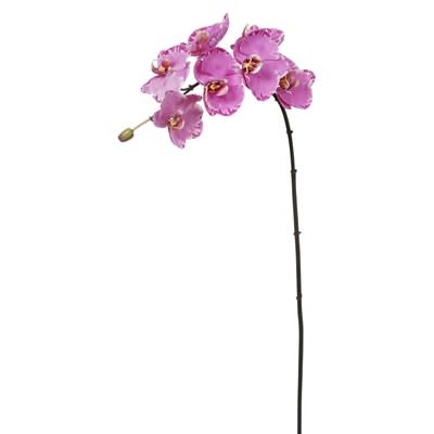 Phalaenopsis Orchid x7 Lavender Orchid
