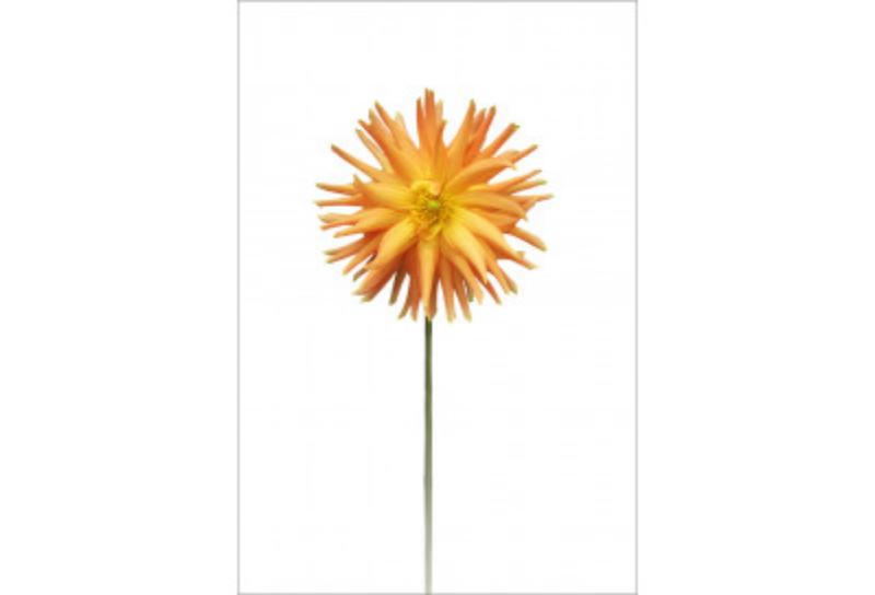 Flower on Acrylic 9 - 16"W x 24"H