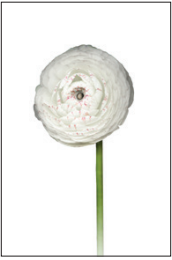 Flower on Acrylic 10 - 16"W x 24"H