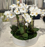 Baby Phalaenopsis Orchids x9 in Urban Coil Bowl (White)