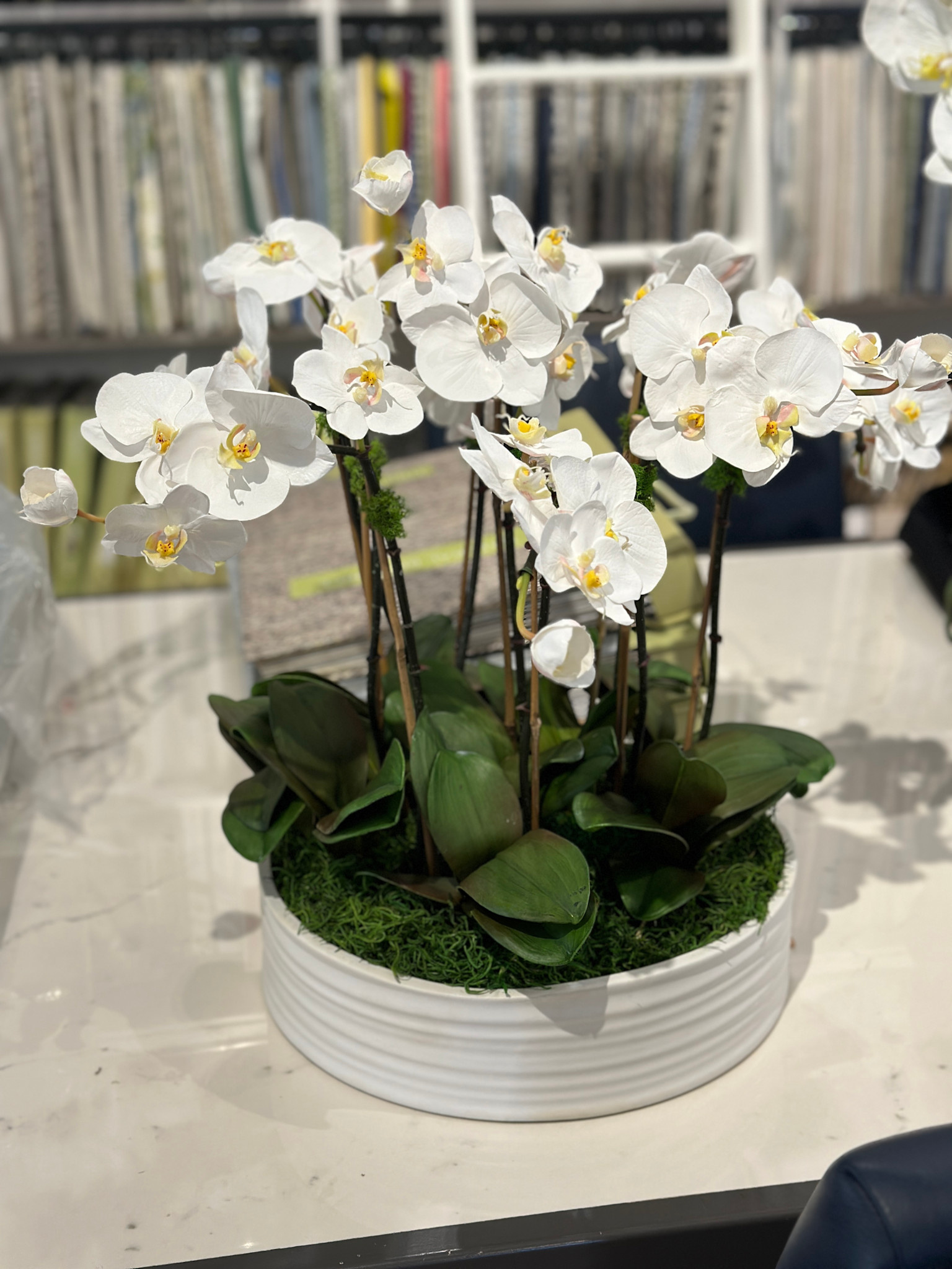 Baby Phalaenopsis Orchids x9 in Urban Coil Bowl (White)