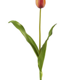Dutch Tulip 22.5” - Yellow Orange