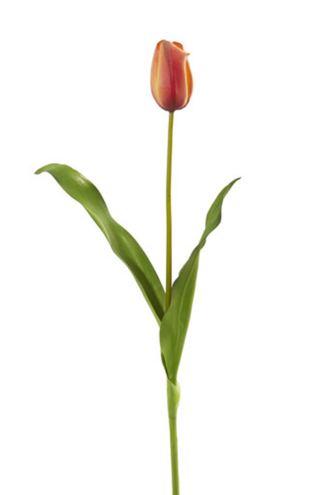 Dutch Tulip 22.5” - Yellow Orange