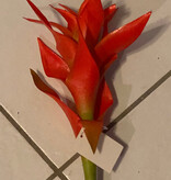 Star Bromeliad-Orange Green