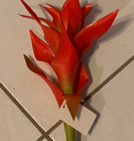 Star Bromeliad-Orange Green