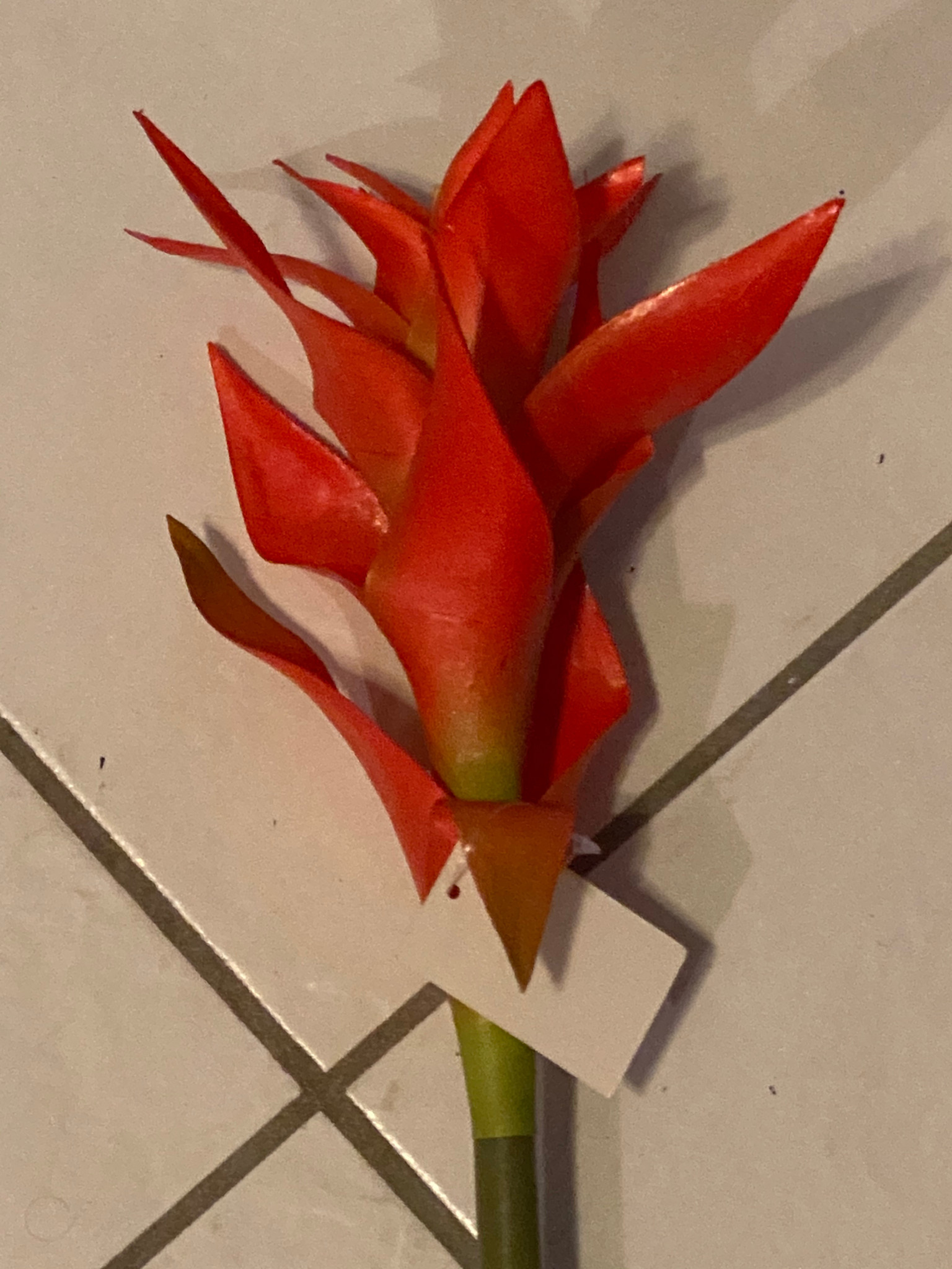 Star Bromeliad-Orange Green
