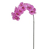 Phalaenopsis Orchid x12 Lavender Orchid