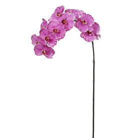 Phalaenopsis Orchid x12 Lavender Orchid