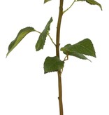 Rose Dutchess Bud, S19.5" Light Green