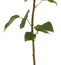 Rose Dutchess Bud, S19.5" Light Green