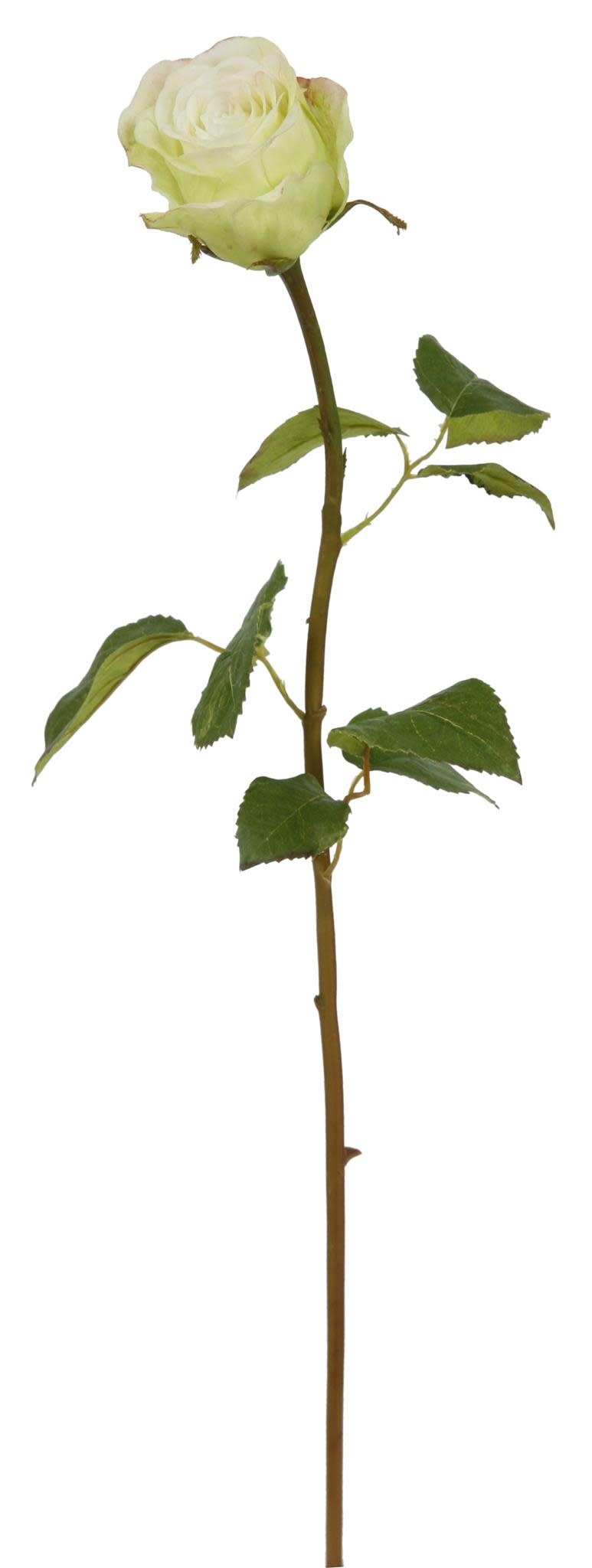 Rose Dutchess Bud, S19.5" Light Green