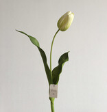 Dutch Tulip 22.5” - Light Green