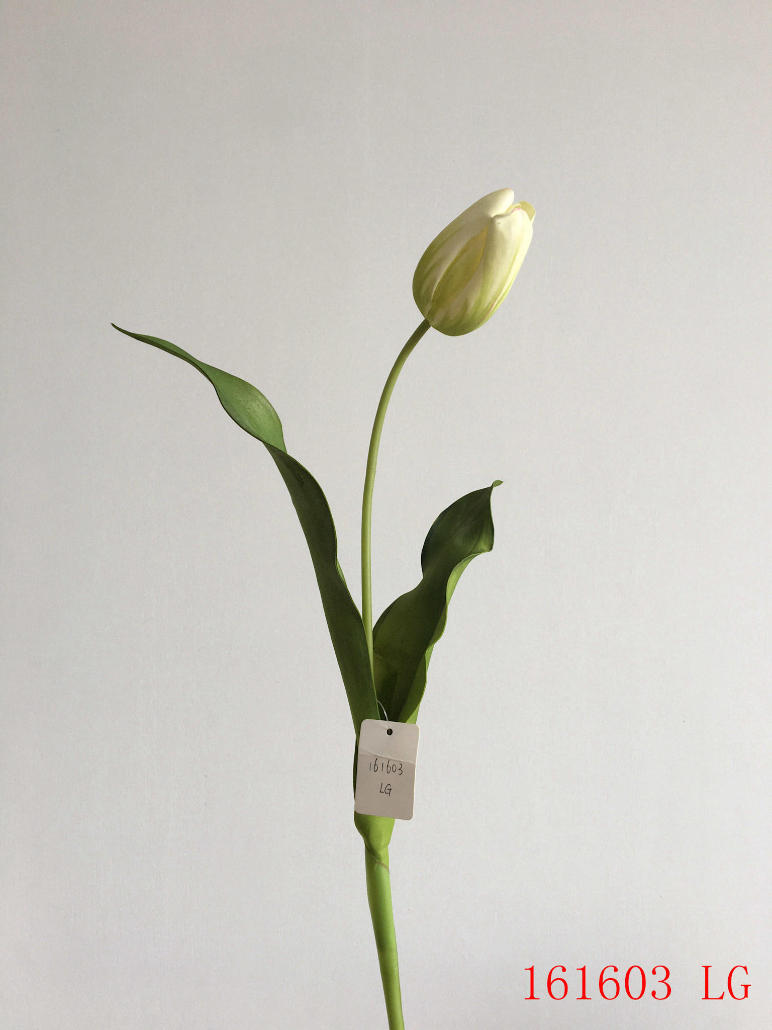 Dutch Tulip 22.5” - Light Green