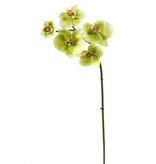 Mini Phalaenopsis Orchid x5 Green