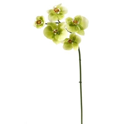 Mini Phalaenopsis Orchid x5 Green