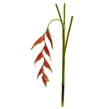 33" Hanging Heliconia