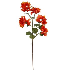 Bougainvillea M. 34.5''-Orange