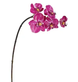 Mini Orchid Phalaenopsis  x5 20''-Fuscia