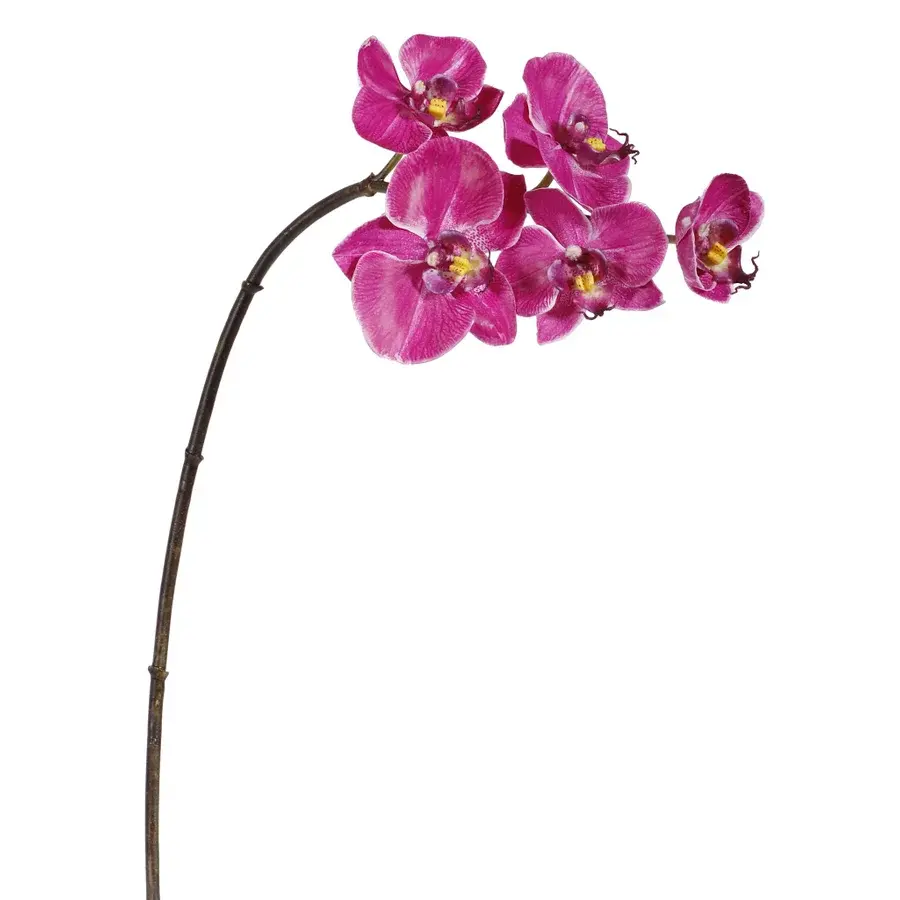 Mini Orchid Phalaenopsis  x5 20''-Fuscia