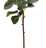 Rose Dutchess Bud 24''