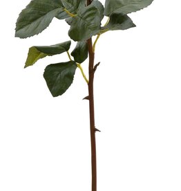 Rose Dutchess Bud 24''