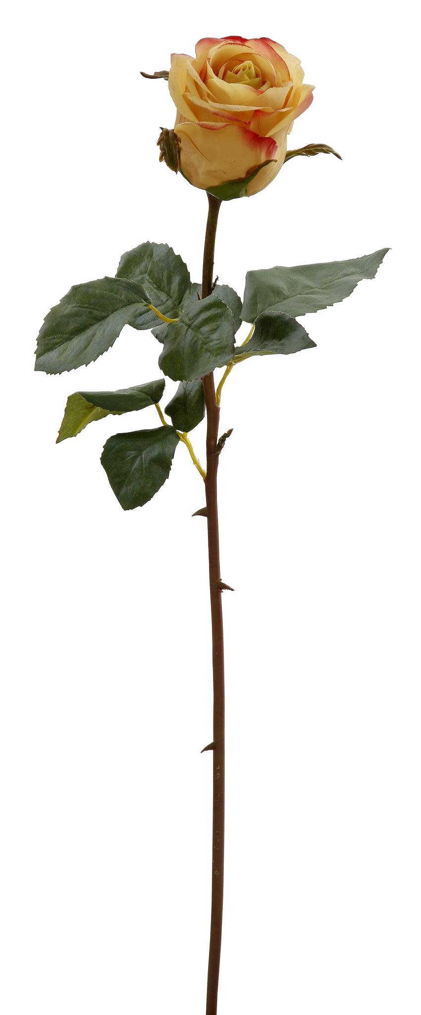 Rose Dutchess Bud 24''