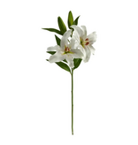 Rubrum Lily Bloom-WH