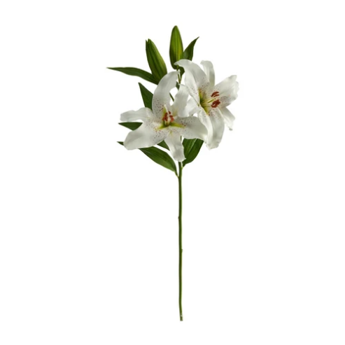 Rubrum Lily Bloom-WH