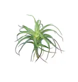 Air Plant 6.5'' Green