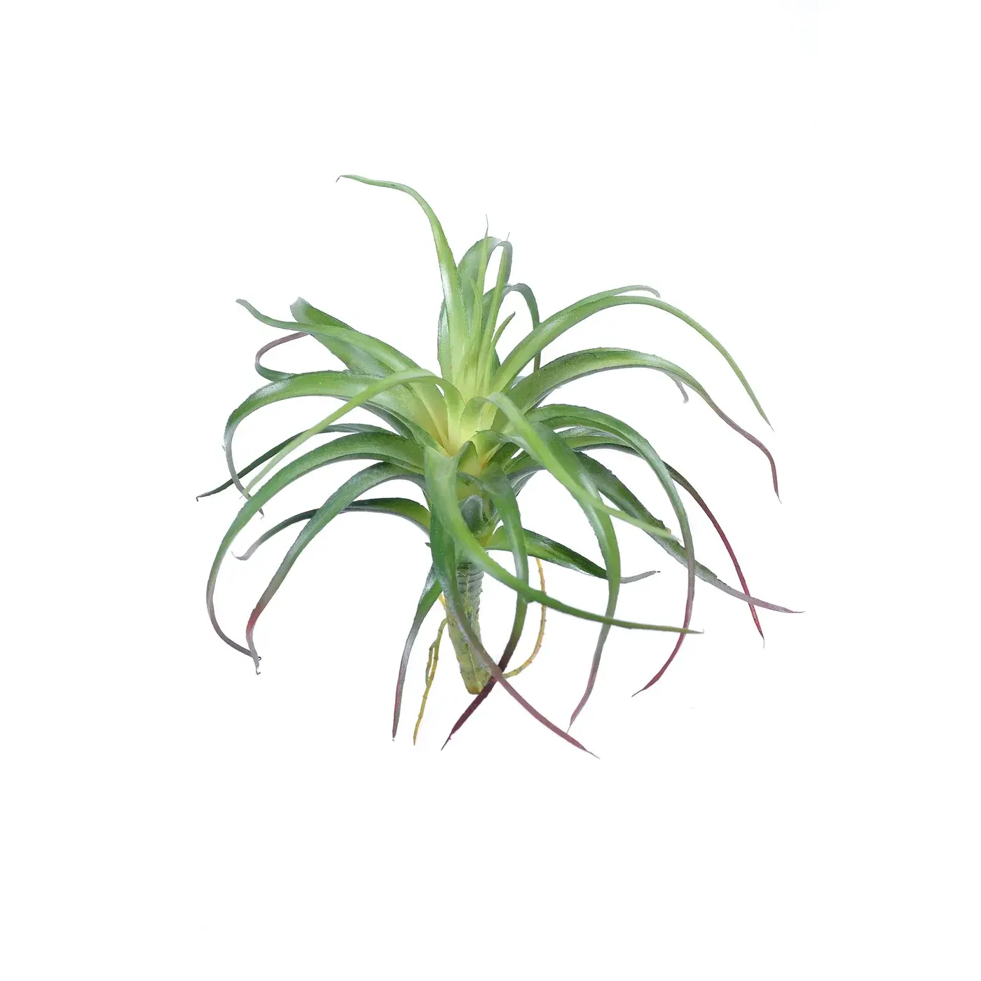 Air Plant 6.5'' Green