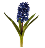 Hyacinth w/Leaves 12.5'' (Blue)