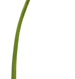 Calla leaf XS 31.5''-Green