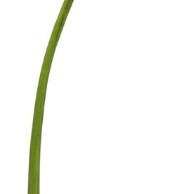 Calla leaf XS 31.5''-Green