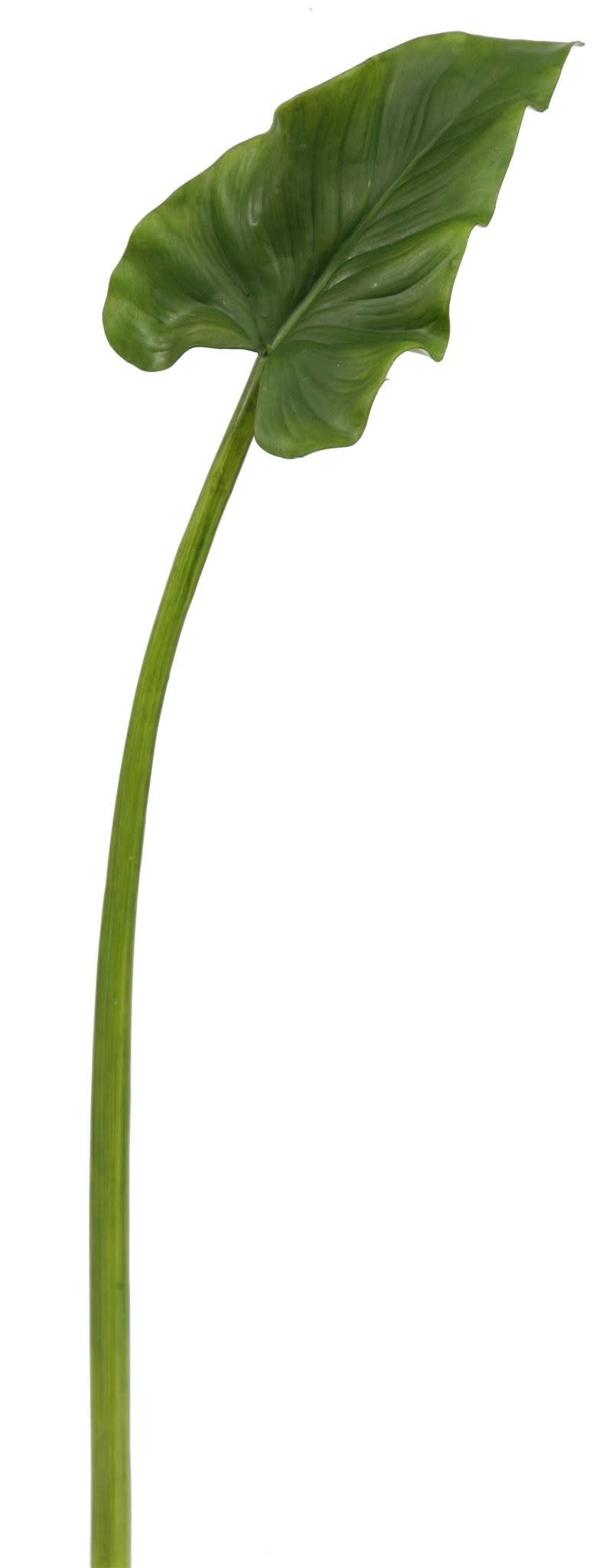 Calla leaf XS 31.5''-Green